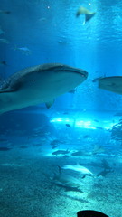 美ら海水族館2.JPG